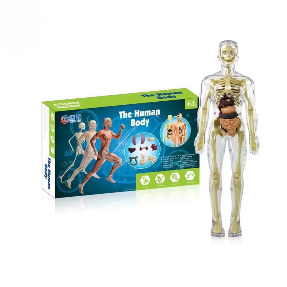 Human Anatomy – Lära sig & upptäcka – Modellkit av människokroppen