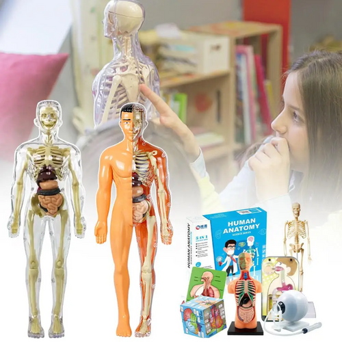 Human Anatomy – Lära sig & upptäcka – Modellkit av människokroppen