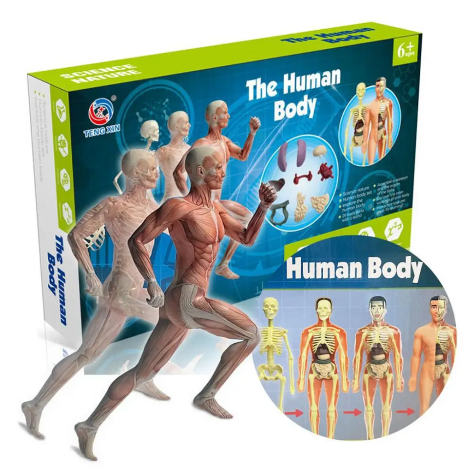 Human Anatomy – Lära sig & upptäcka – Modellkit av människokroppen