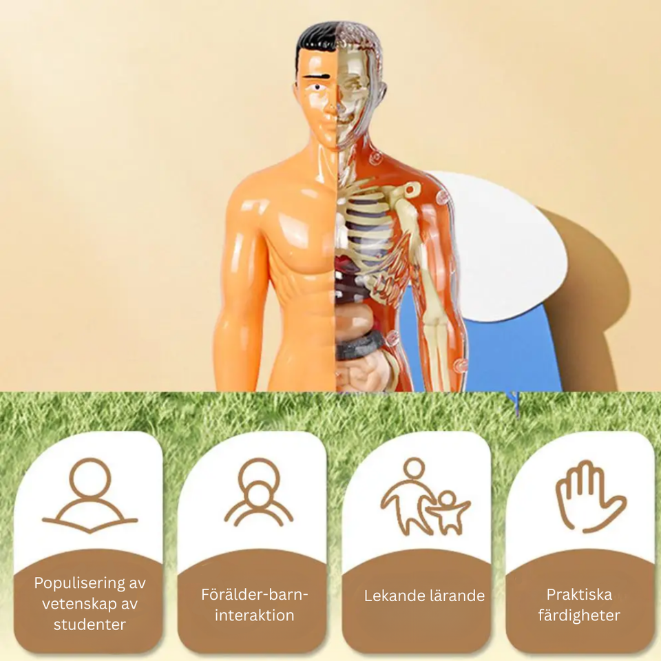Human Anatomy – Lära sig & upptäcka – Modellkit av människokroppen