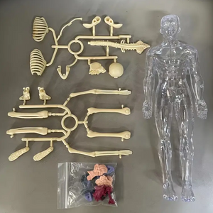 Human Anatomy – Lära sig & upptäcka – Modellkit av människokroppen