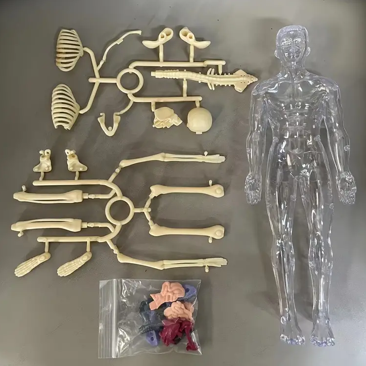 Human Anatomy – Lära sig & upptäcka – Modellkit av människokroppen