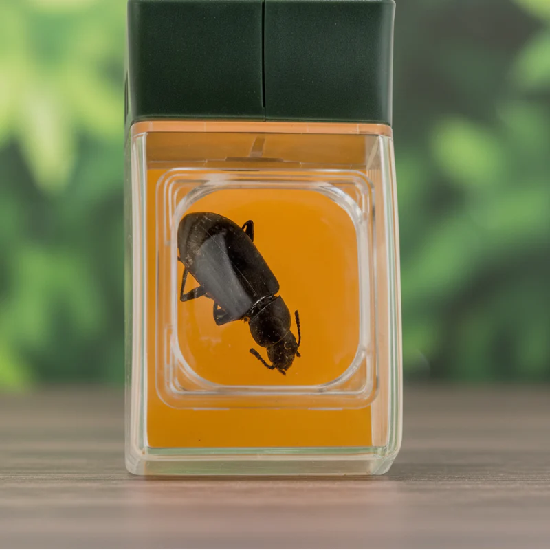 Bug Catcher with Magnifier – Upptäck & Lär dig – Insektsfångare