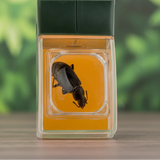 Bug Catcher with Magnifier – Upptäck & Lär dig – Insektsfångare