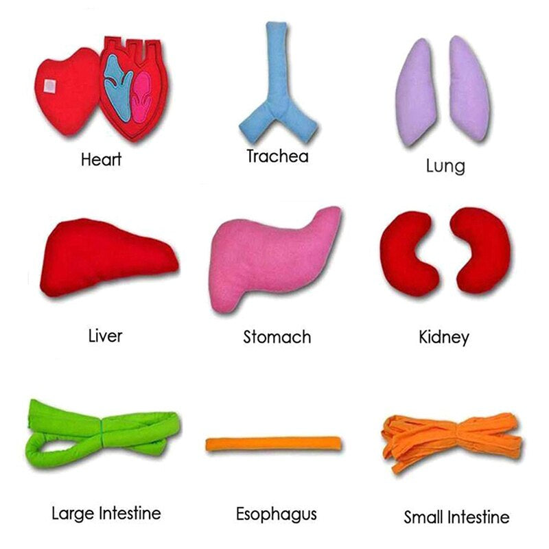 Anatomy Apron™ | Studera kroppen interaktivt - Organförkläde