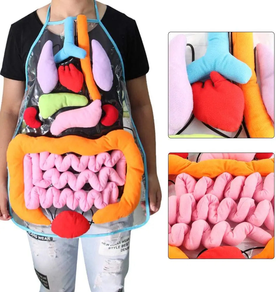 Anatomy Apron™ | Studera kroppen interaktivt - Organförkläde